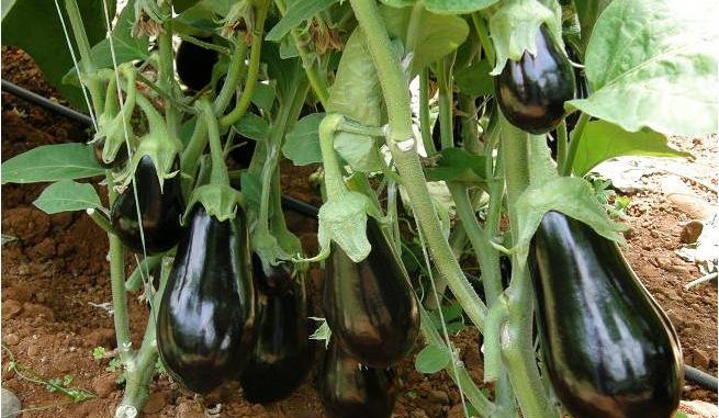 MELITZANA