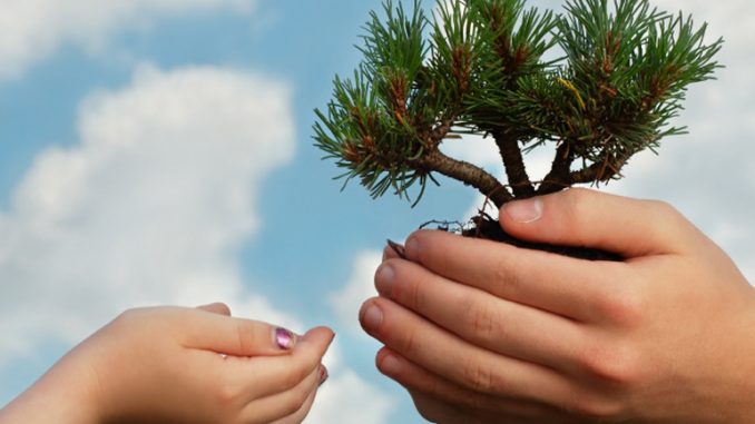 HandsHoldingTree1