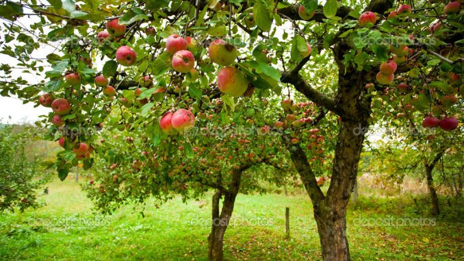 Apple trees with red apples